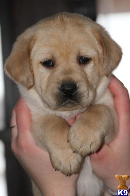 labrador retriever puppy posted by Glory View Labradors